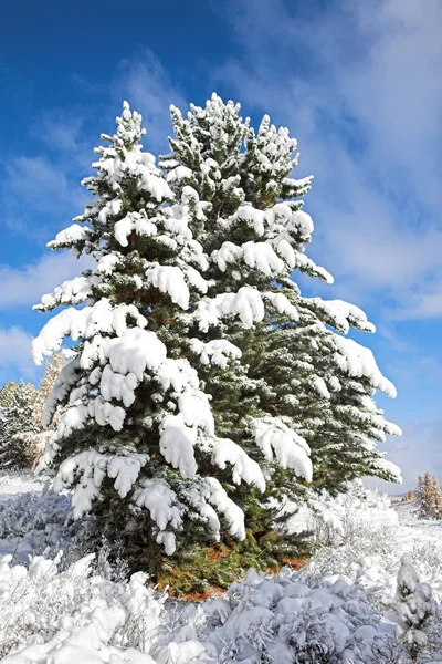 Paesaggio Montagna Altai Prima Neve Autunno Pini Innevati — Foto Stock