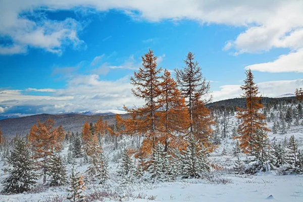アルタイ山の風景 秋に最初の雪 雪の覆われた黄色のカラマツ ストック画像