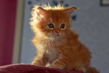 Şirin Maine Rakun Kedisi 