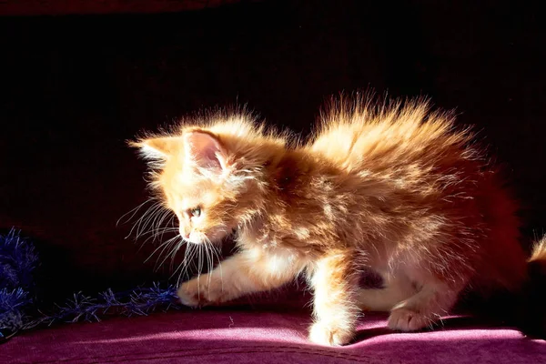 Maine Coon Kitten — Stock Photo, Image