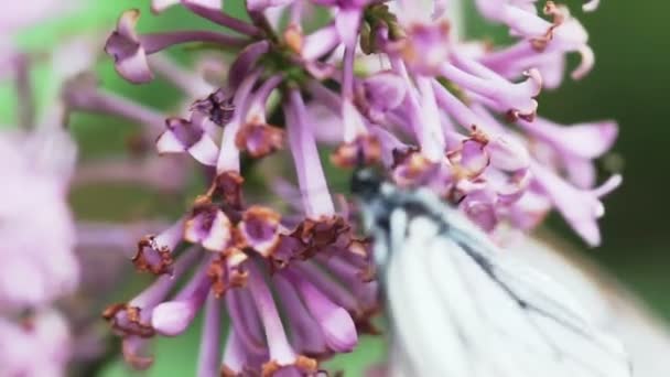 蝴蝶采集花蜜的特写镜头视图 — 图库视频影像
