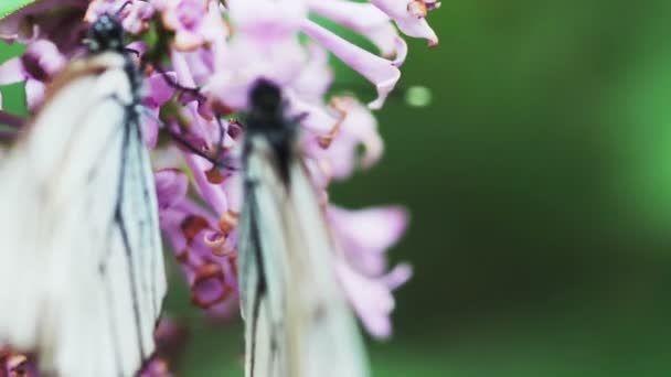 Closeup View Butterflies Gathering Nectar — Stock Video