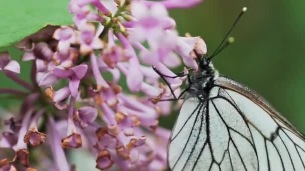 Крупним Планом Вигляд Метелика Збирає Нектар — стокове відео