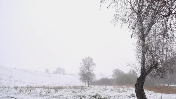 木のある野原での春の降雪 — ストック動画