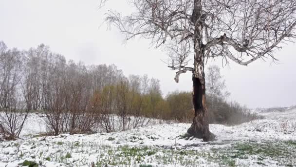 Frühling Schneefall Feld Mit Bäumen — Stockvideo