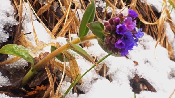 Suelo Forestal Con Nieve Primeras Planchas Primavera — Vídeos de Stock