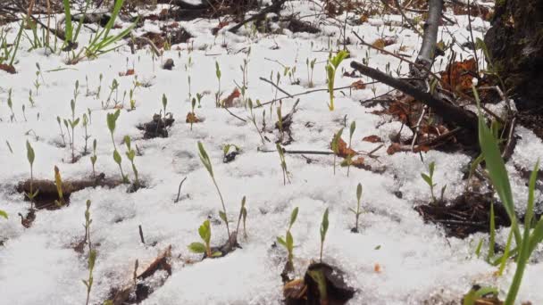 Ziemia Leśna Śniegiem Pierwszymi Platami Wiosnę — Wideo stockowe