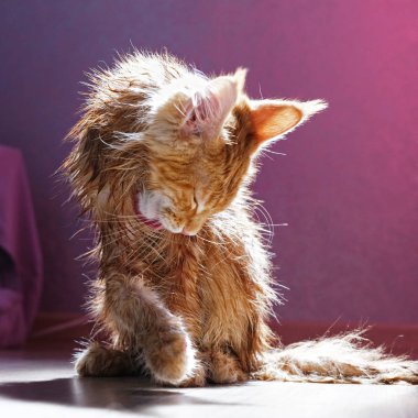 Cute red kitten Maine Coon clipart