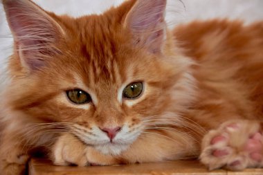 Şirin Maine Rakun Kedisi