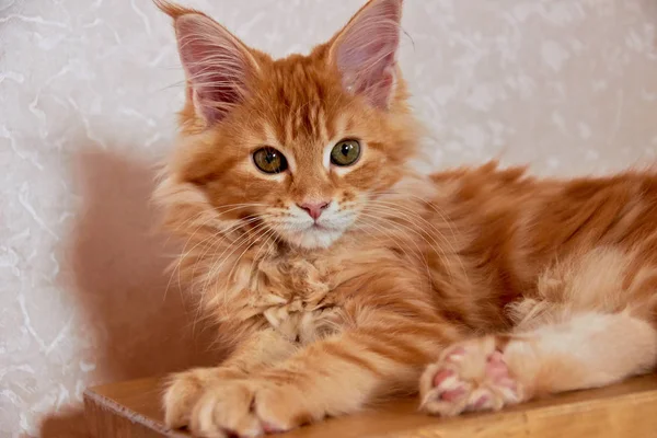 Niedliches Maine Coon Kätzchen — Stockfoto