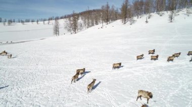Altay'da yürüyen büyük geyik grubunun havadan görüntüleri