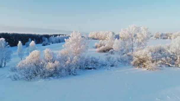 Живописные Воздушные Кадры Красивых Зимних Лесов — стоковое видео