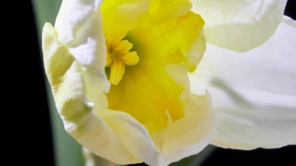 Timelapse Beelden Van Bloeiende Narcissus Bloem — Stockvideo