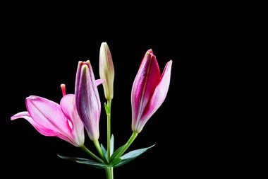 Kırmızı zambak siyah üzerine izole edilmiş.