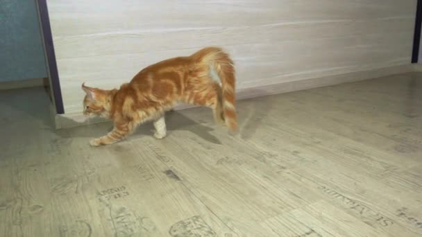 Filmato Bel Gatto Rosso Tabby Che Gioca Con Giocattolo Casa — Video Stock