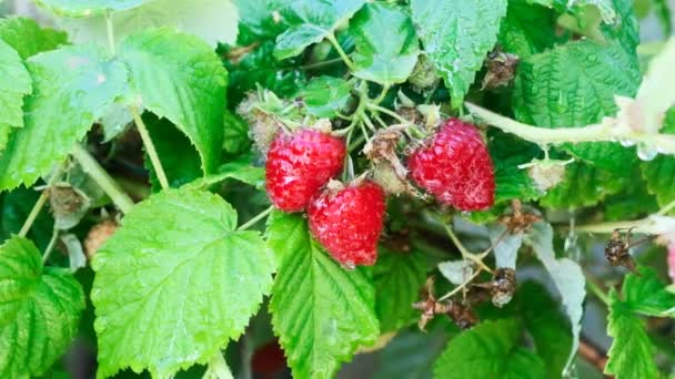 Imágenes Frambuesas Creciendo Jardín Durante Riego — Vídeos de Stock