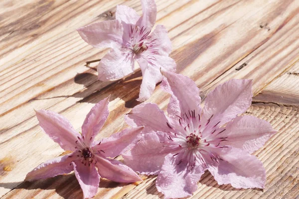 Clematis blommor på ett träbord — Stockfoto