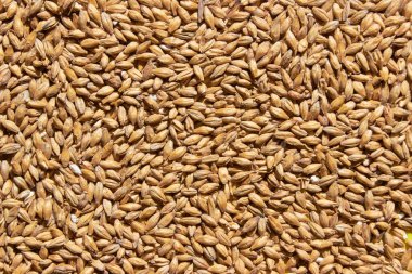 arka plan dokusu için arpa taneleri 