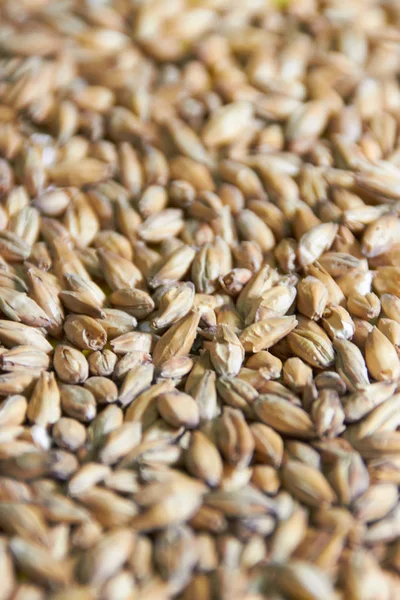 arka plan dokusu için arpa taneleri 