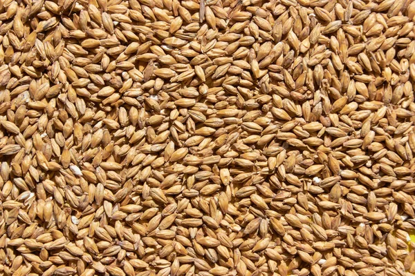 Barley grains for background texture — Stock Photo, Image