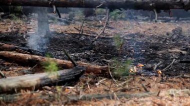 sonbaharda ormanda duman, Altay Eshtykel platosu, Sibirya, Rusya