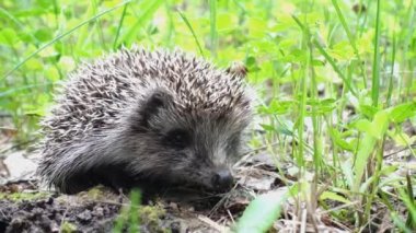 yeşil çim en sevimli kirpi görüntüleri