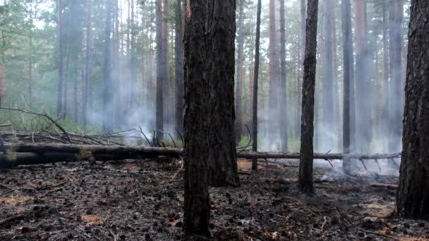 Smoke Forest Autumn Altai Eshtykel Plateau Siberia Russia — Stock Video