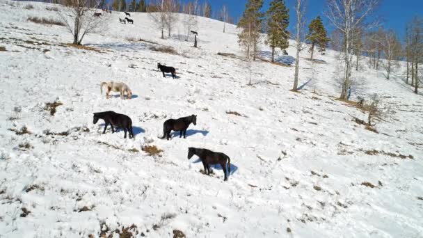 Luftaufnahmen Einer Großen Hirschgruppe Beim Wandern Altai — Stockvideo