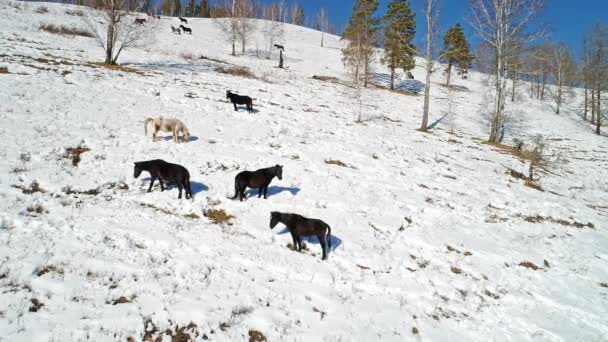 Imagens Aéreas Grande Grupo Cervos Andando Altai — Vídeo de Stock