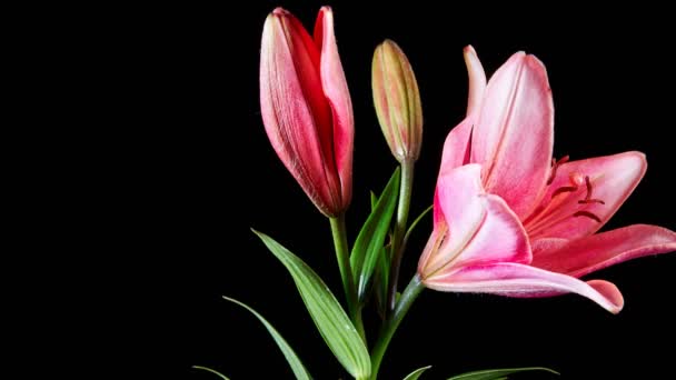 Time Lapse Footage Lilies Blooming Isolated Black — Stock Video