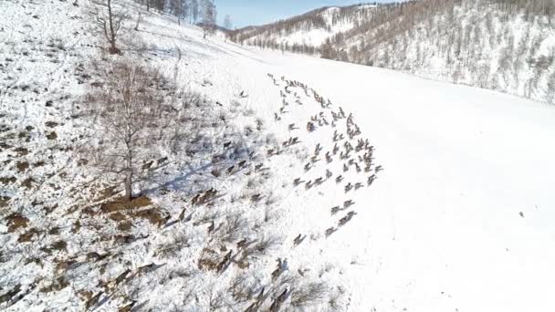 Luchtfoto Beelden Van Grote Herten Groep Wandelen Altai — Stockvideo