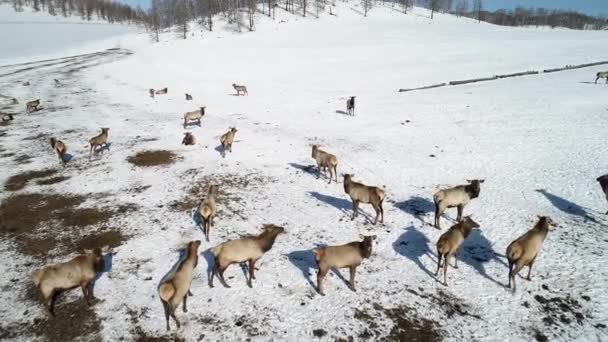 アルタイを歩く大きな鹿グループの航空映像 — ストック動画