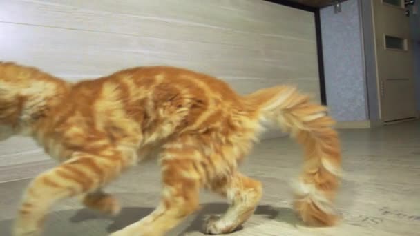 Imagens Belo Gato Vermelho Tabby Brincando Com Brinquedo Casa — Vídeo de Stock