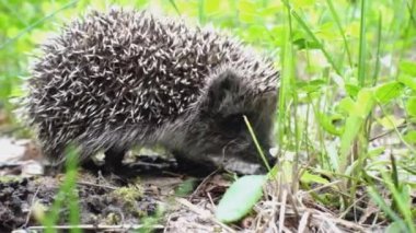 Kirpi yazın çimenlerde yürüyor ve kokluyor. 