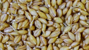 malt taneleri üst görünüm 