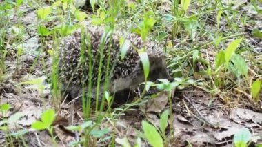 Kirpi yazın çimenlerde yürüyor ve kokluyor. 