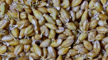 malt taneleri üst görünüm 