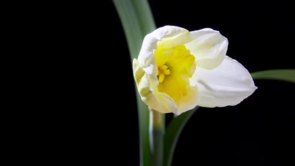 Gele Narcis Opening Zwarte Achtergrond — Stockvideo