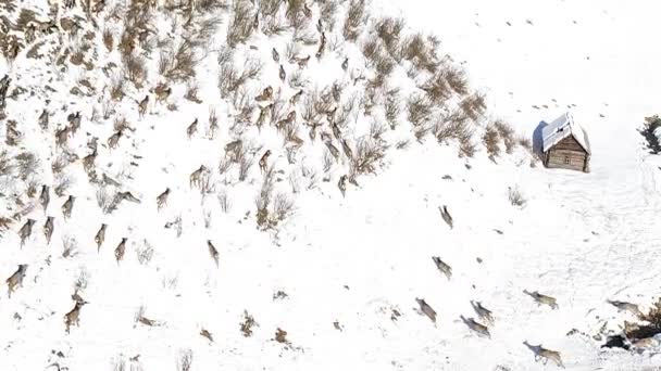 Picturesque Alpine Landscape Snowy Altai — Stock Video