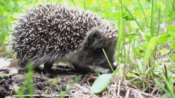 Hedgehog Walking Sniffing Grass Summer — Stock Video