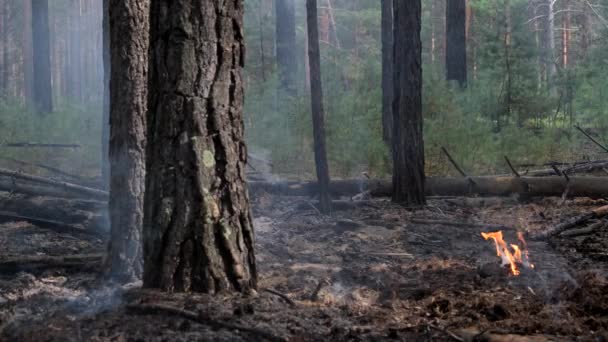 Fumée Dans Forêt Automne Plateau Altaï Eshtykel Sibérie Russie — Video