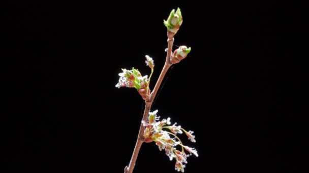 Extreme Close Van Apple Tree Bloei — Stockvideo