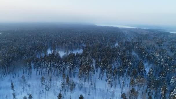 Χειμώνας Δάσος Χιονισμένα Έλατα Υποκατάστημα Close — Αρχείο Βίντεο
