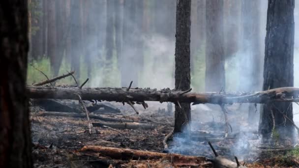 Fumée Dans Forêt Automne Plateau Altaï Eshtykel Sibérie Russie — Video