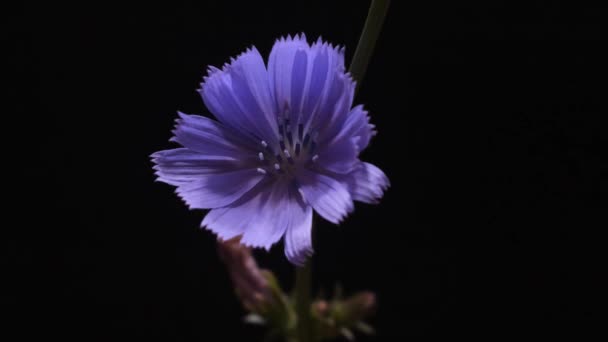 Chicorée Blüte Aus Nächster Nähe — Stockvideo