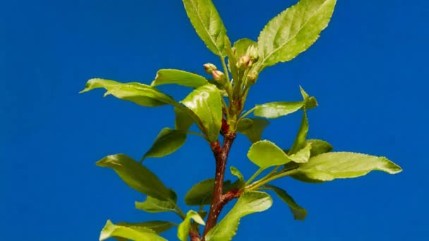 Extrem Närbild Apple Tree Blomning — Stockvideo