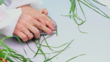 Phytopatoloji laboratuvarı. Araştırmacı hastalıktan zarar gören buğday yaprağını inceliyor