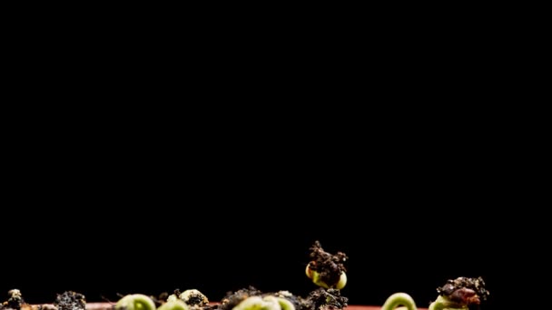 绿豆在黑色背景上发芽 时间流逝 — 图库视频影像