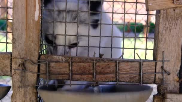 Een Bontboerderij Vossen Kooien Die Naar Buiten Kijken — Stockvideo