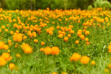 Turuncu çiçekli yeşil çayır Yerçiçeği (Trollius asiaticus